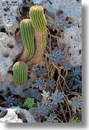 alberobello, cactus, europe, italy, plants, puglia, vertical, photograph