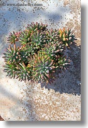 alberobello, europe, italy, plants, puglia, vertical, photograph