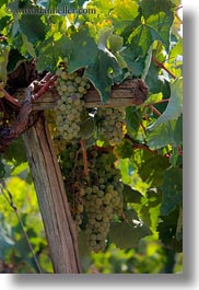 alberobello, europe, grapes, green, italy, puglia, vertical, vines, vineyards, photograph