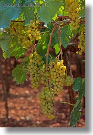 alberobello, europe, grapes, green, italy, puglia, vertical, vines, vineyards, photograph
