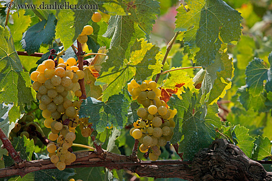 green-grapes-on-vine-5.jpg