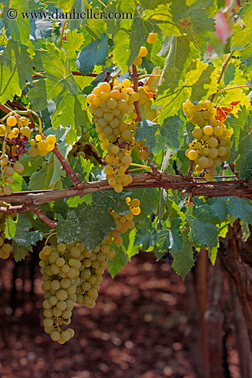 green-grapes-on-vine-6.jpg