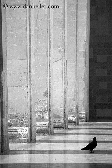 pigeon-between-pillars-2-bw.jpg