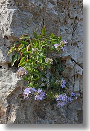 europe, flowers, italy, matera, plants, puglia, purple, rocks, vertical, photograph