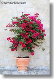 bougainvilleas, europe, flowers, italy, matera, nature, plants, puglia, red, vertical, photograph