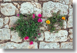 europe, flowers, horizontal, italy, masseria murgia albanese, noci, plants, puglia, stones, photograph