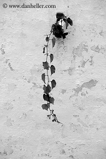 Ivy Hanging From Wall (b&w)