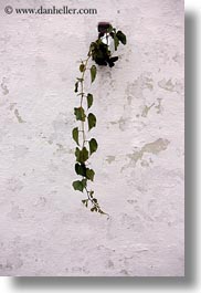 europe, from, hangings, italy, ivy, masseria murgia albanese, noci, plants, puglia, vertical, walls, photograph