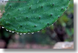 cactus, drops, europe, from, horizontal, italy, noci, pearl, puglia, water, photograph