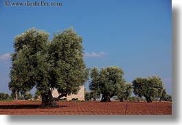 europe, horizontal, italy, olive trees, olives, otranto, puglia, trees, photograph