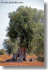 europe, italy, olive trees, olives, otranto, puglia, trees, vertical, photograph
