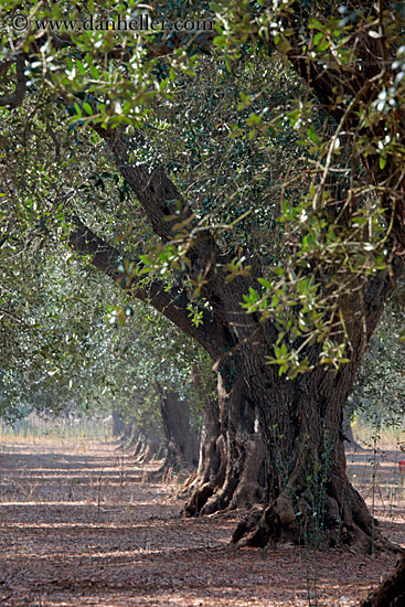 olive-trees-10.jpg
