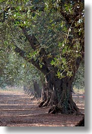 europe, italy, olive trees, olives, otranto, puglia, trees, vertical, photograph