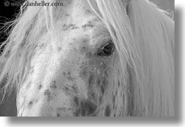 black and white, europe, horizontal, horses, italy, otranto, puglia, santo emilian, photograph