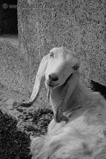 long-eared-white-goat-2.jpg