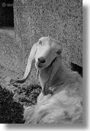 black and white, eared, europe, goats, italy, long, otranto, puglia, santo emilian, vertical, white, photograph