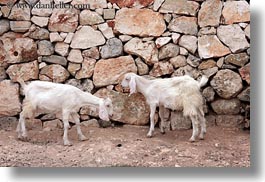 eared, europe, goats, horizontal, italy, long, otranto, puglia, santo emilian, white, photograph