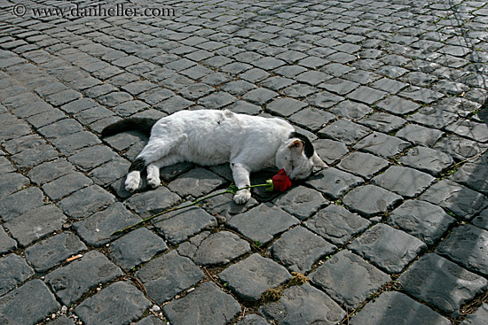 dead-cat-n-rose-on-cobblestone.jpg