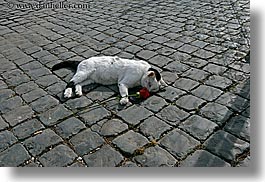cats, cobblestones, dead, europe, horizontal, italy, rome, roses, photograph