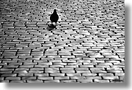 black and white, cobblestones, europe, horizontal, italy, pigeons, rome, photograph