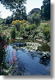 europe, flowers, italy, pond, rome, vertical, photograph