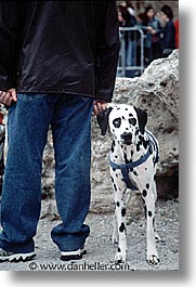 alghero, dalmation, europe, italy, people, sardinia, vertical, photograph