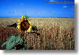 cabras, europe, horizontal, italy, sardinia, stagno, stagno di cabras, photograph