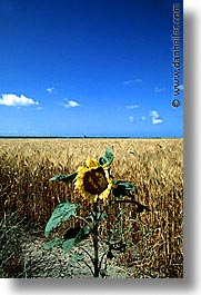 cabras, europe, italy, sardinia, stagno, stagno di cabras, vertical, photograph