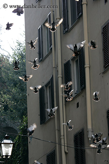backlit-birds-flying.jpg
