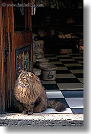 cats, doorways, europe, florence, italy, tuscany, vertical, photograph