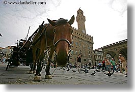 europe, florence, horizontal, horses, italy, squares, tuscany, uffizi, photograph