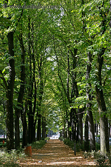 tree-lined-path.jpg