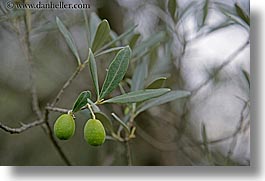 branches, europe, fruits, green, horizontal, italy, olives, tuscany, photograph