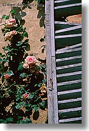europe, flowers, italy, roses, shutters, tuscany, vertical, windows, photograph