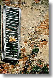 bricks, europe, flowers, italy, roses, shutters, tuscany, vertical, windows, photograph