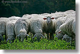 animals, europe, horizontal, italy, sheep, tuscany, white, photograph