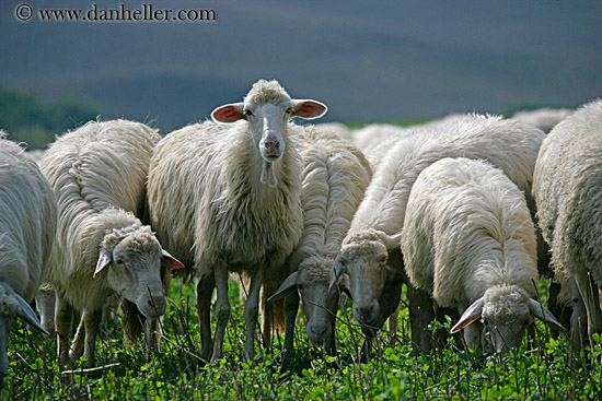 white-sheep-3.jpg