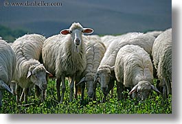 animals, europe, horizontal, italy, sheep, tuscany, white, photograph
