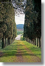 cyprus, dirt, europe, italy, roads, scenics, trees, tuscany, vertical, photograph