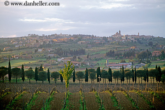 tuscany-vineyard-1.jpg