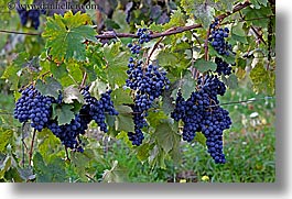 europe, fattoria lavacchio, foods, fruits, grape vines, grapes, horizontal, italy, leaves, towns, tuscany, photograph