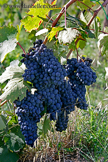 grapes-7.jpg