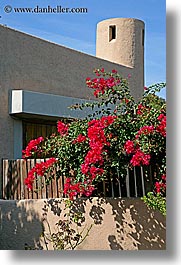bougainvilleas, buildings, europe, flowers, houses, isola giglio, italy, towns, tuscany, vertical, photograph