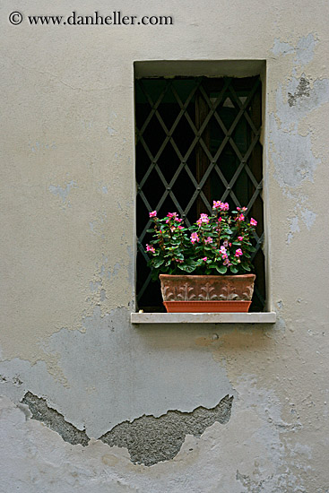 flowers-in-windows-1.jpg
