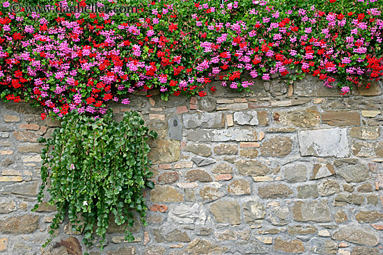 flowers-on-wall-1.jpg