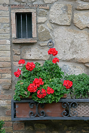 flowers-on-wall-5.jpg