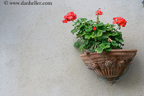 geraniums-1.jpg