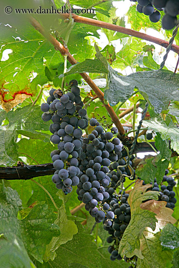 red-grapes-on-vine-1.jpg