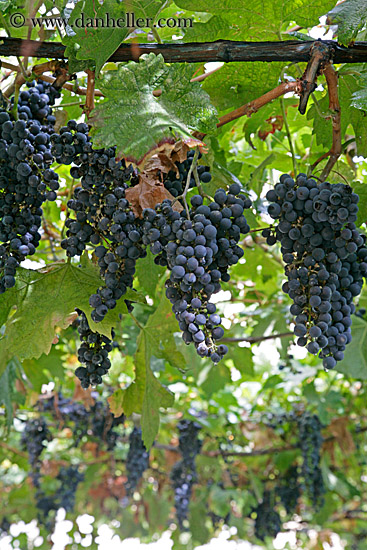 red-grapes-on-vine-2.jpg
