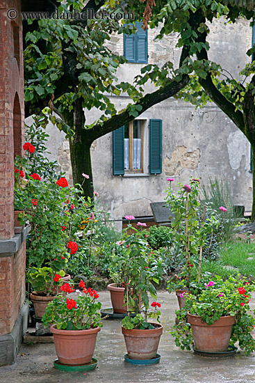 potted-geraniums.jpg